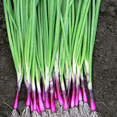 VibeX LX-64 - Red Welsh Onion - (4500 Seeds) Seed(4500 per packet)