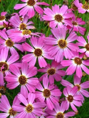 Lorvox Coreopsis Mix Color Flower Seed(145 per packet)