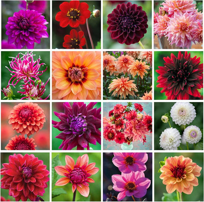 CYBEXIS Compound Petals Multi-Color Mixed Rare Dahlia Seeds Seed(1 g)