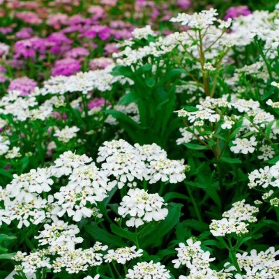 CEZIUS Candytuft Seeds - Empress Seed(60 per packet)