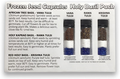 WILLVINE 3 Varieties of Holy Basil Seeds - Vana, Rama, Krishna -[2000 Seeds] Seed(2000 per packet)