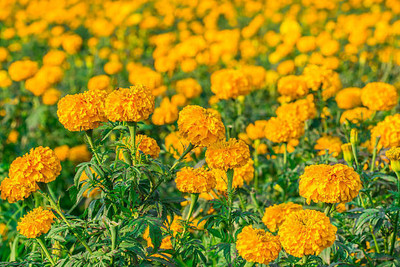Heirloom Quality marigold/gende ka phool flower seeds Seed(50 per packet)