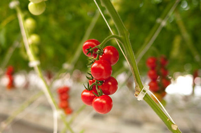 STARKC tomato Seed(90 per packet)