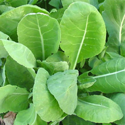 Qualtivate RES-7A Komatsuna Mustard Seed(300 per packet)