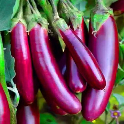 Greenfall Long Brinjal Seeds Seed(50 per packet)