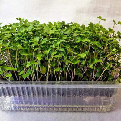 CYBEXIS Set of 10 Easy and Nutritious Microgreen Seeds Seed(10 g)