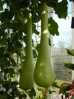 the green dotcom Fresh VNR Botlle Gourd (lokki) Vegetable Hybrid Seed(105 per packet)
