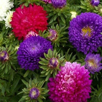 Aywal Aster Mixed Hybrid Imported Flower Seed(20 per packet)