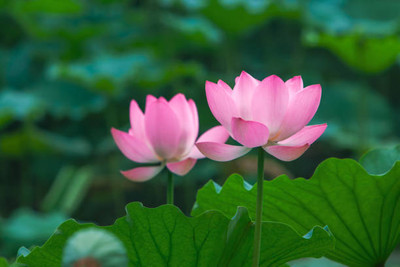 KUNJIKA JADIBOOTI lotus,kamal gatta Seed(15 per packet)