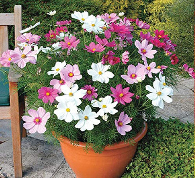 Epazo Cosmos F1 Hybrid Flower Seeds for Home Garden Seed(13 per packet)