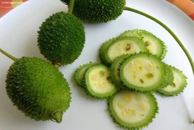 BJUBAS kantola seeds for planting pack of 20 Seed(20 per packet)