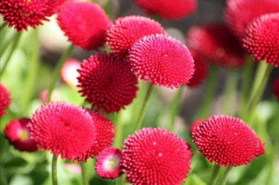 CYBEXIS DAISY POMPONET RED SEEDS400 Seeds Seed(400 per packet)