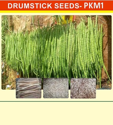 Qualtivate VVI-294 Moringa Oleifera Seeds Seed(100 per packet)