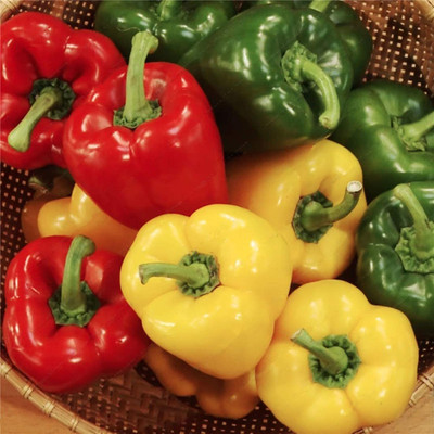 CYBEXIS Mix Capsicum Seeds1200 Seeds Seed(1200 per packet)