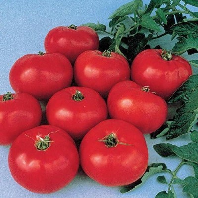 Qualtivate PUA-7A Brandywine Tomato Seed(300 per packet)