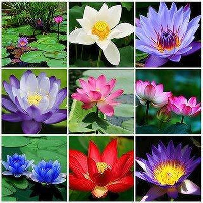 CRGO LOTUS , KAMAL Seed(20 per packet)