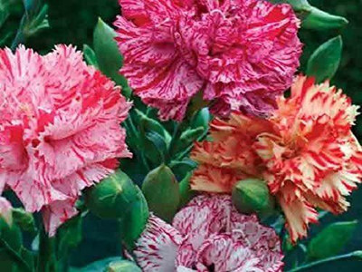 CYBEXIS Seeds HEDDEWIGII GAIETY Chinese carnation, Heirloom Seed(50 per packet)