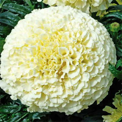 CYBEXIS XL-97 - White African Marigold - (2250 Seeds) Seed(2250 per packet)