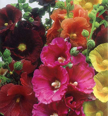 ACCELCROP Hollyhock Double Mix Seed(20 per packet)