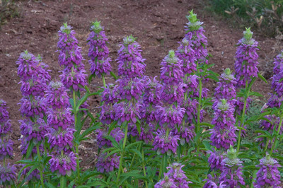 Qualtivate XL-147 Lemon Bee Balm (Lemon Mint) Seed(500 per packet)