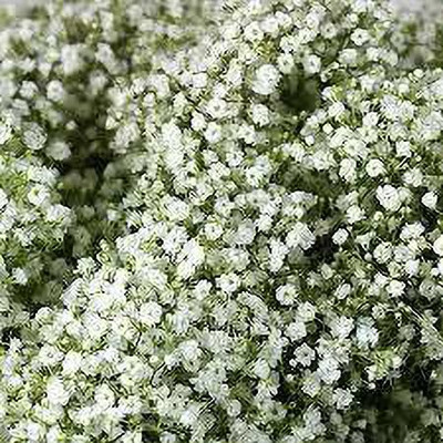 ACCELCROP Gypsophila flower Seed(80 per packet)