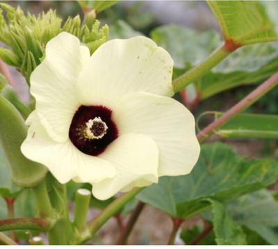 greenfarm NVC- Long Okra Seeds/ Bhindi Seeds, Best Quality, 150 X Seeds, kmb79 Seed(150 per packet)