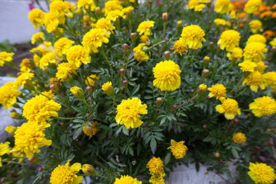 nizex marigold/gende ka phool flower seeds Seed(50 per packet)