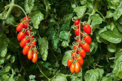 SAVRANA SHAKTI tomato Seed(90 per packet)