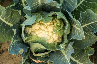 Carrozzeria Fissore white cauliflower,gobhee seeds Seed(10 per packet)