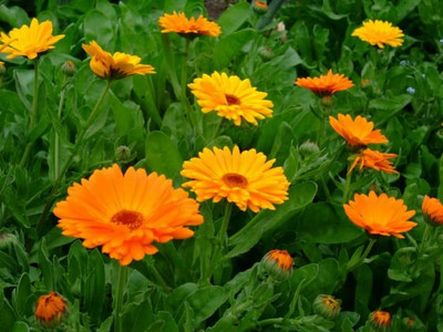 Aywal Calendula Mix Seed(60 per packet)