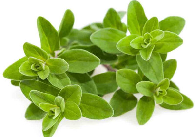 XOLDA Organic marjoram herb Seed(30 per packet)