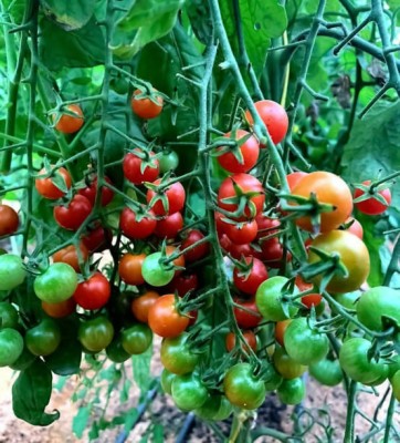 bn polymer tomato Seed(100 per packet)