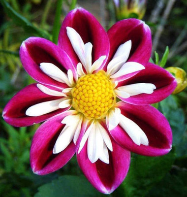 CYBEXIS NBIR-42 - Rare Dahlia - (60 Seeds) Seed(60 per packet)