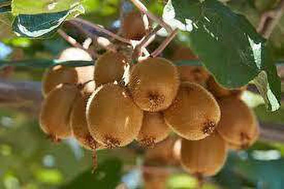 Oliver F1 QUALITY HYBRID KIWI FRUIT SEEDS Seed(163 per packet)