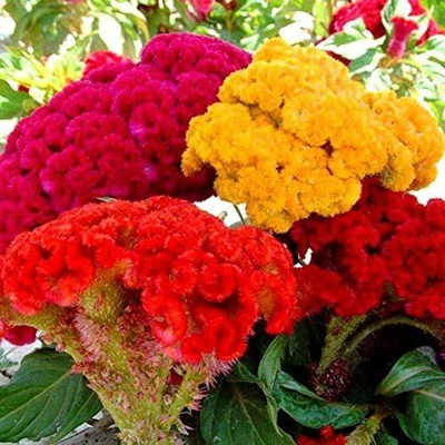Avysa Cockscomb mixed Flower Seed(25 per packet)