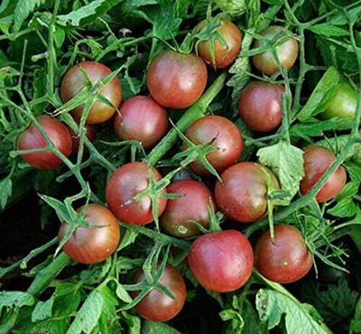 KNESSiN Heat Tolerant Black Cherry Tomato Vegetable Seeds For Gardening - (400 Seeds) Seed(400 per packet)