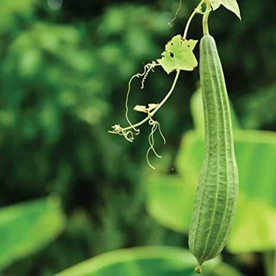 Aywal luffa seeds, smooth Ridge gourd Seed(100 per packet)