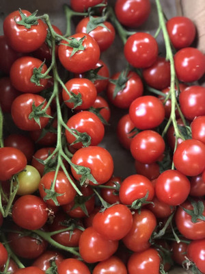 LPR tomato,tamatar Seed(30 per packet)