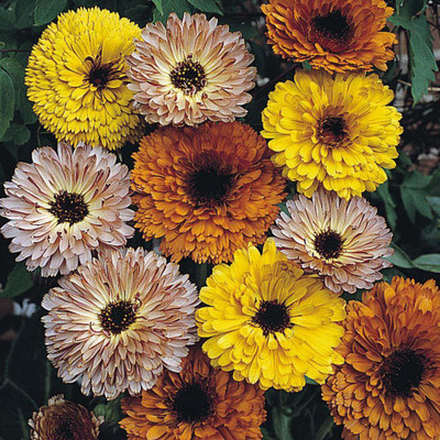 Platis Calendula Touch of Red Mix Flower Seed(80 per packet)