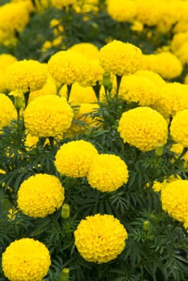 NATURE YARD marigold/gende ka phool flower seeds Seed(50 per packet)