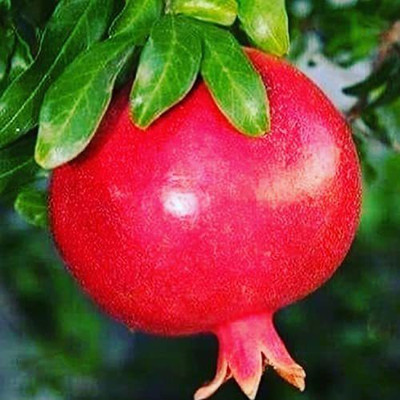 VibeX ® XXL-108 Chinese Rare Pomegranate Tree Seeds Seed(25 per packet)