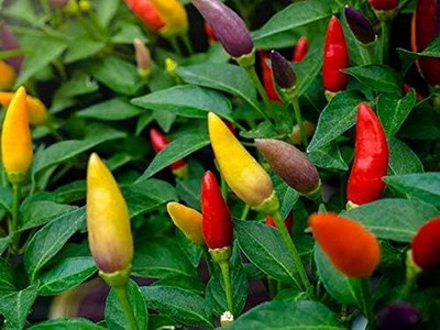 Qualtivate PUAS-8A Ornamental Dwarf Chilli Pepper Exotic Seed(300 per packet)