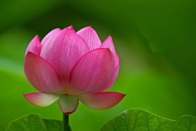ibains Lotus plant flower seed Seed(24 per packet)