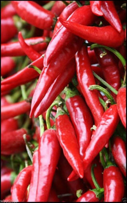 Qualtivate PUAS-8A Pulla or Puya Chilli Chile Heirloom Seed(300 per packet)