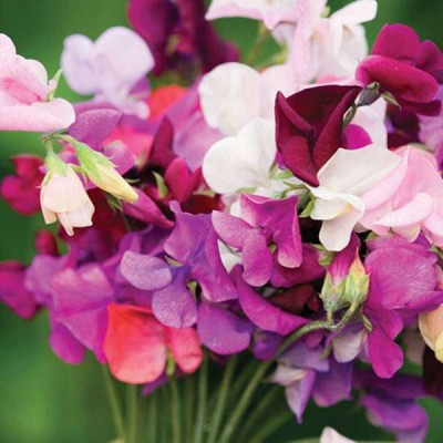 Grown Hub Sweet Pea Dwarf Flower Seed For Gardening - 60 Seed(60 per packet)