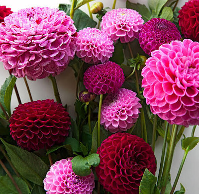 GREENSEA Dahlia Bulbs Flower Seed(29 per packet)
