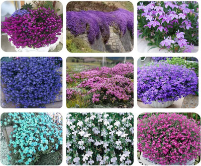 CYBEXIS LX-13 - Creeping Thyme Culinary Herb - (1350 Seeds) Seed(1350 per packet)