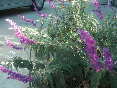 CYBEXIS VXI-53 - Salvia Leucantha Mexican Sage - (1350 Seeds) Seed(1350 per packet)