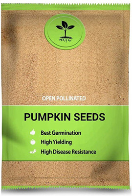 VibeX PUAS-9 - Open Pollinated Pumpkin - (100 Seeds) Seed(100 per packet)