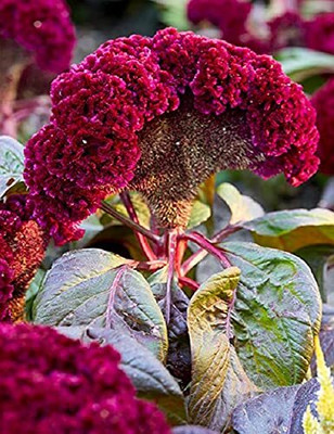 Lorvox Cockscomb flower Mix Color Seed(44 per packet)